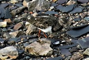 17th Oct 2022 - A Turnstone. We were staying with friends looking out over the Menai Straits in North Wales. At low tide there is a stony beach in front . A small flock of Turnstones come to turn over the stones and shale in search of food. It sounds like wind chimes. It's very beautiful.