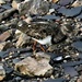 A Turnstone. We were staying with friends looking out over the Menai Straits in North Wales. At low tide there is a stony beach in front . A small flock of Turnstones come to turn over the stones and shale in search of food. It sounds like wind chimes. It's very beautiful. by 365jgh