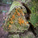 Orange Fungus  by jgpittenger