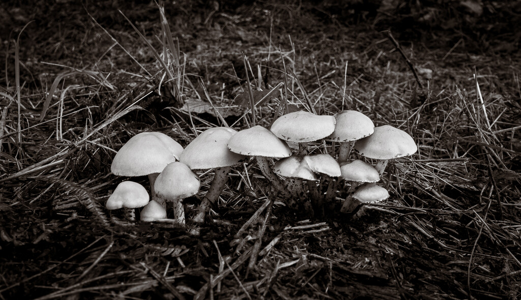 Fungi, fungi everywhere... by vignouse