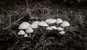 21st Oct 2022 - Fungi, fungi everywhere...