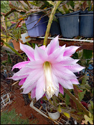 21st Oct 2022 - Epiphyllum flower 