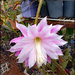 Epiphyllum flower  by kerenmcsweeney