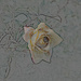 Rose artistic by larrysphotos