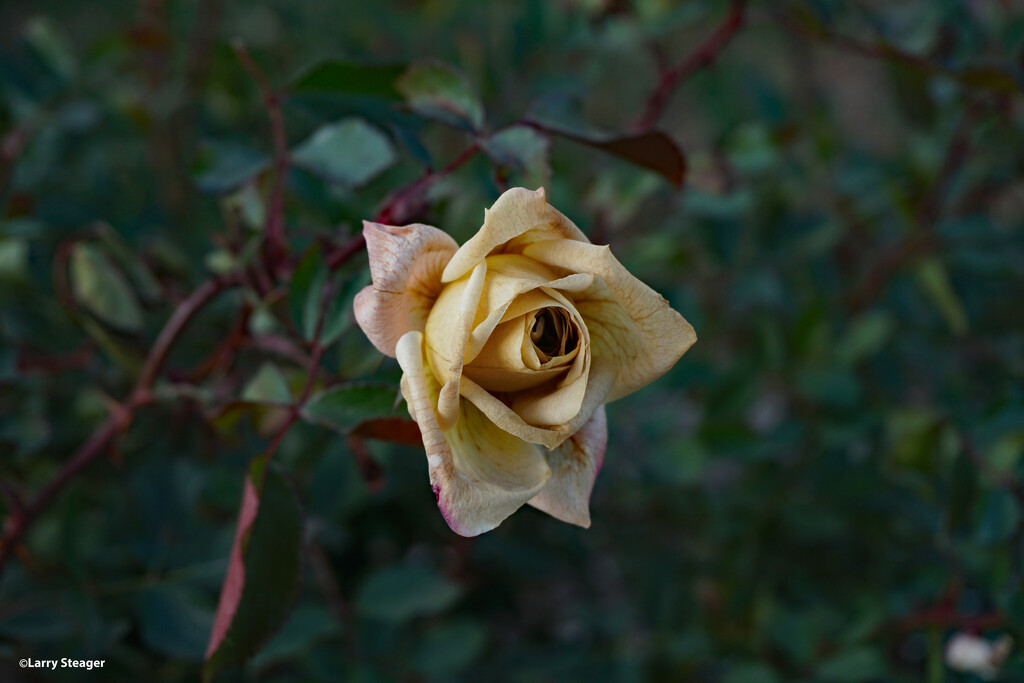 Rose by larrysphotos
