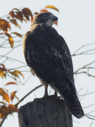 21st Oct 2022 - Red-tailed hawk 
