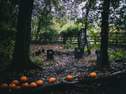21st Oct 2022 - ‘Pumpkin scene’
