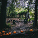 ‘Pumpkin scene’ by gavj
