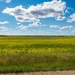 Saskatchewan Prairie by mgmurray