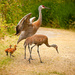 Sand Hill Crane Family by cdcook48