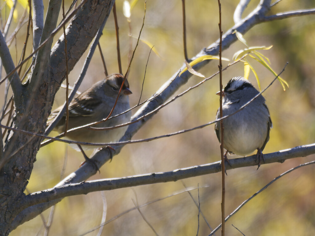 White-crowned sparrows by rminer