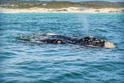 22nd Oct 2022 - Mum and calf enjoying the shallow waters
