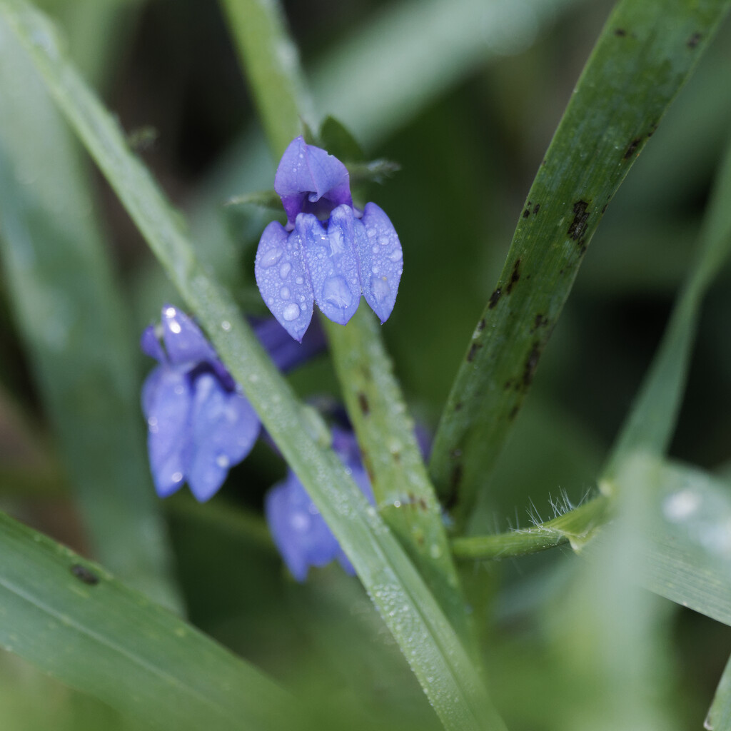 great blue lobelia by rminer