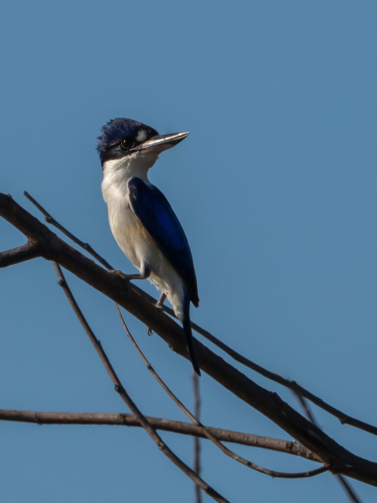 Forest Kingfisher by gosia