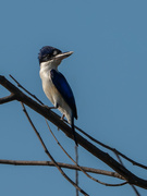 22nd Oct 2022 - Forest Kingfisher