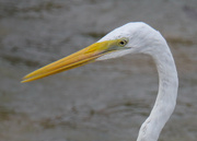 22nd Oct 2022 - Great Egret