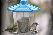 22nd Oct 2022 - Mr and Mrs Greenfinch