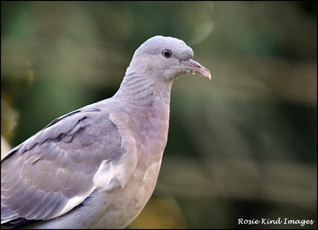 Young pigeon by rosiekind