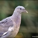 Young pigeon by rosiekind