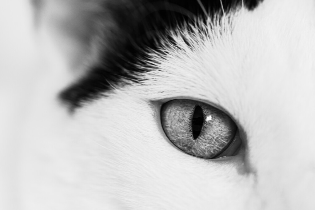 Cat Eye by swchappell