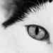 Cat Eye by swchappell