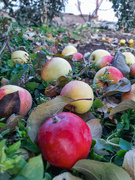 22nd Oct 2022 - It's time to pick apples.