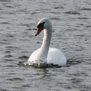 15th Sep 2022 - swan on the lake
