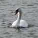 swan on the lake by cam365pix