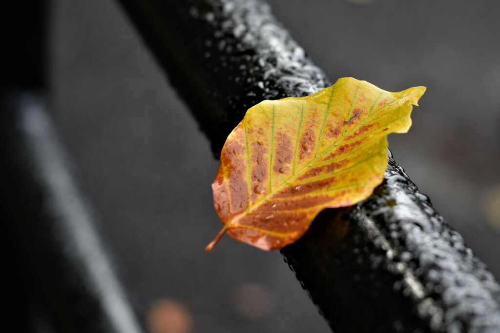 a leaf on a railing by christophercox