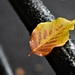a leaf on a railing by christophercox