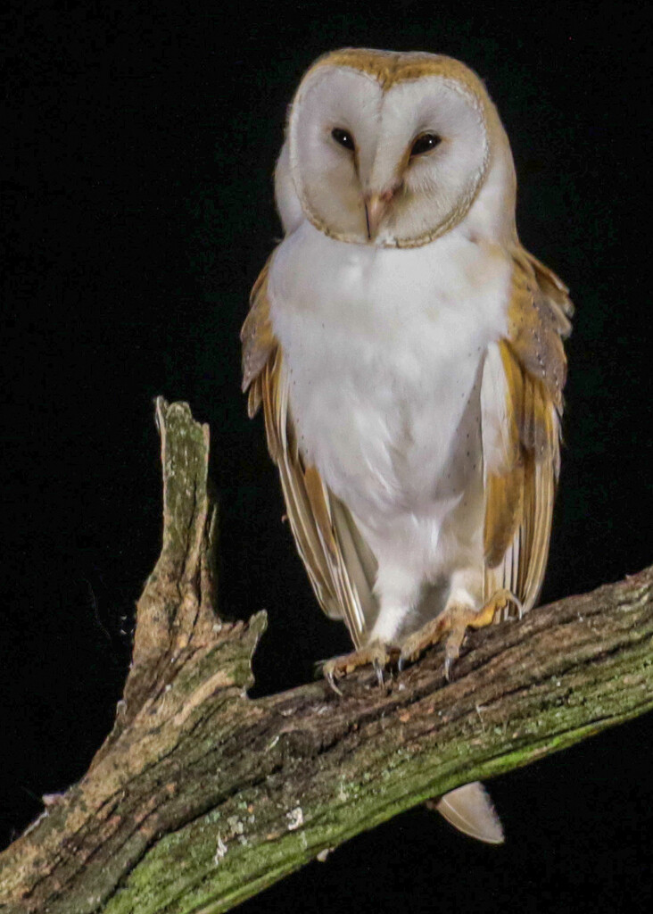 Wild Barn Owl by shepherdmanswife