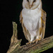 Wild Barn Owl by shepherdmanswife