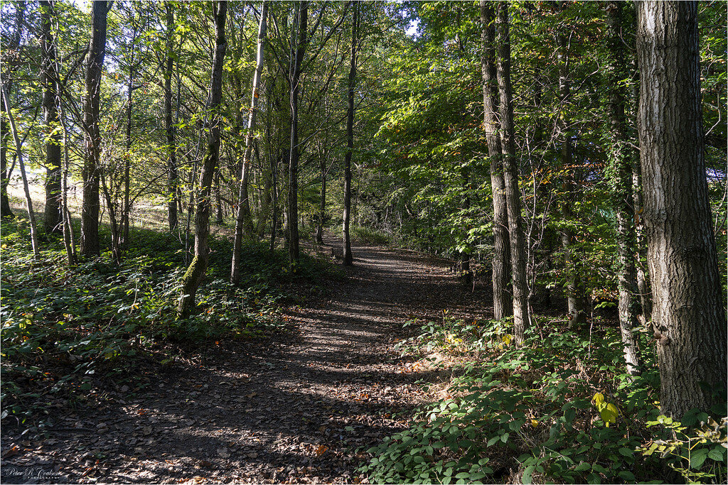 Lighting the Path by pcoulson