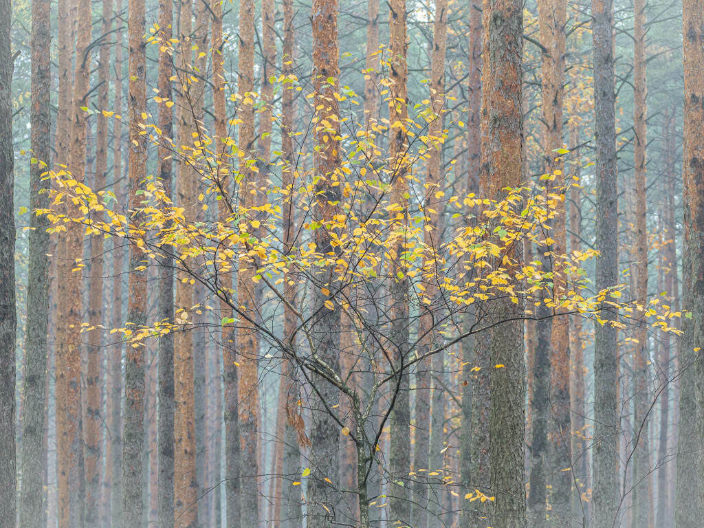 A beech tree in a pine forest by haskar