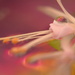 Little pink Fuchsia..... by ziggy77