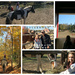 Horseback Riding Adventures by pdulis