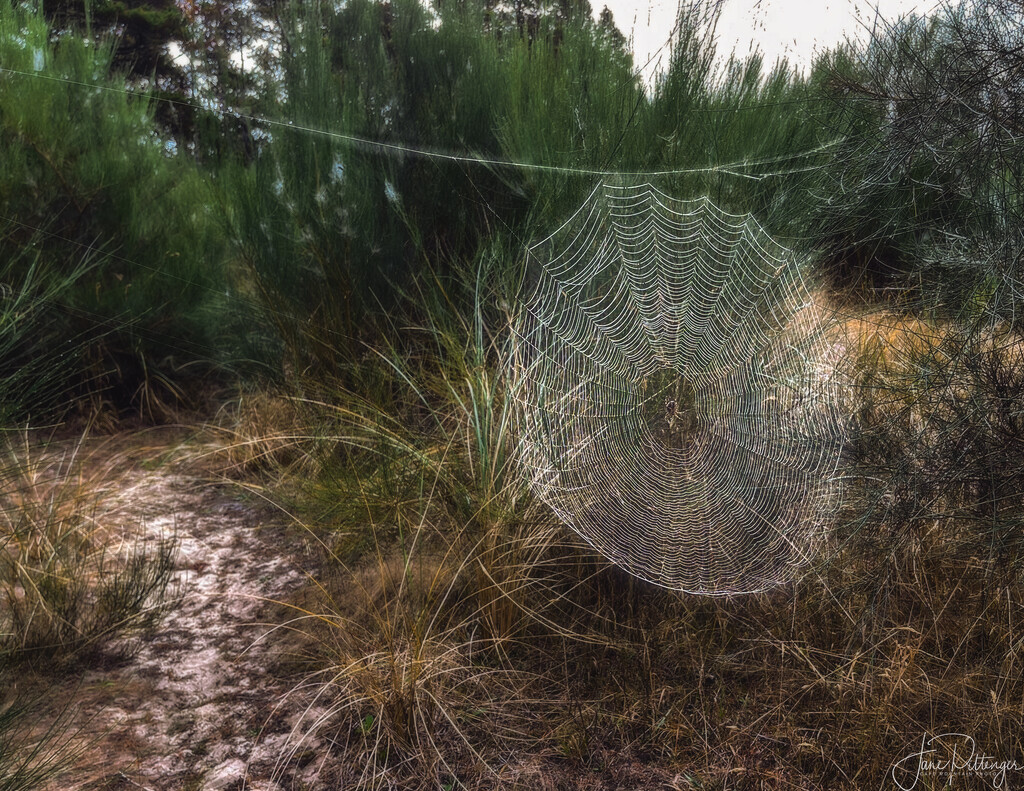 Web and Spider by jgpittenger