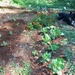 Planted cauliflower  by margonaut