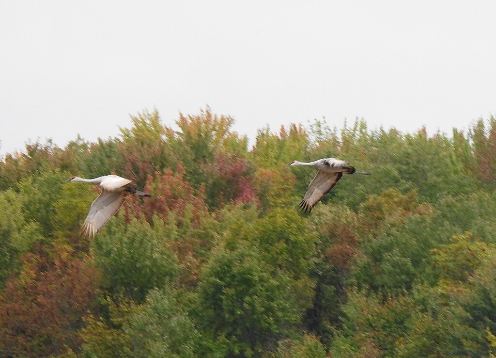 Sandhill Cranes Flying In by sunnygreenwood