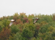 23rd Sep 2022 - Sandhill Cranes Flying In