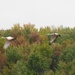 Sandhill Cranes Flying In by sunnygreenwood