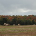 Hay Bales, Sandhill Cranes and ... by sunnygreenwood
