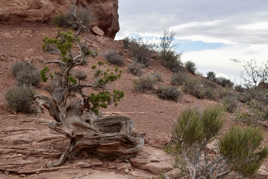 Twisted tree at Arches NP by sandlily