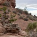 Twisted tree at Arches NP by sandlily