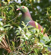 23rd Oct 2022 - NZ Native Wood Pigeon , Kereru
