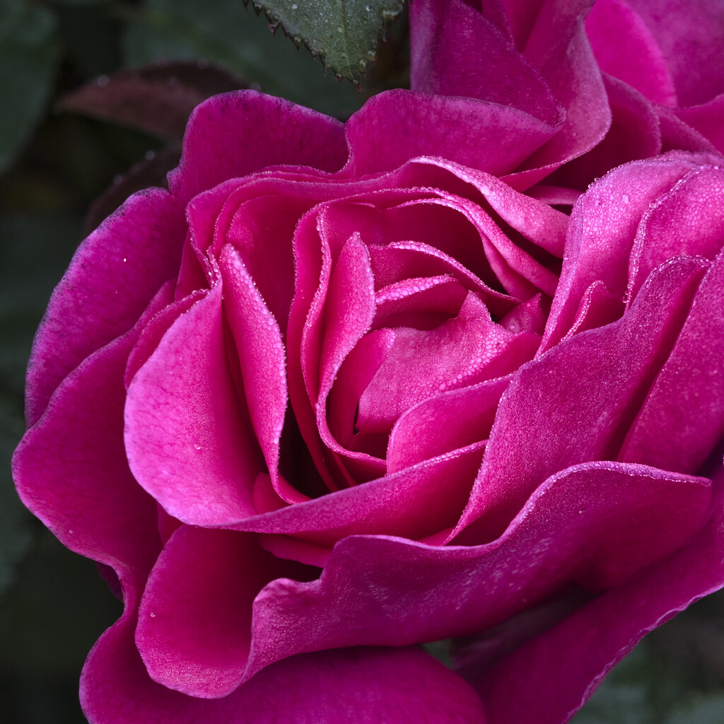 The first rose .. by dkbarnett