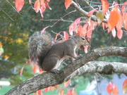 22nd Oct 2022 - Squirrel With Nut In Its Mouth 
