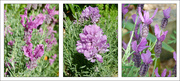 23rd Oct 2022 - Princess, Double and Forte Purple Lavender 