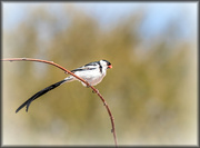23rd Oct 2022 - Pin tailed Whydah 