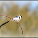 Pin tailed Whydah  by ludwigsdiana
